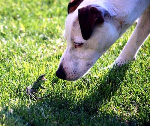 dog-nosing-lizard-in-yard 犬畜生