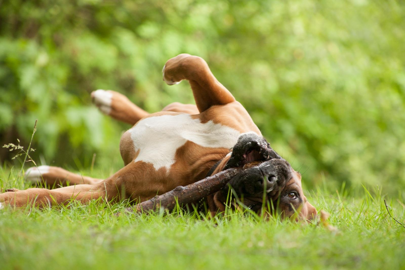 dog-rolling-in-grass-with-stick Boxer dog rolling in the grass with a stick in mouth