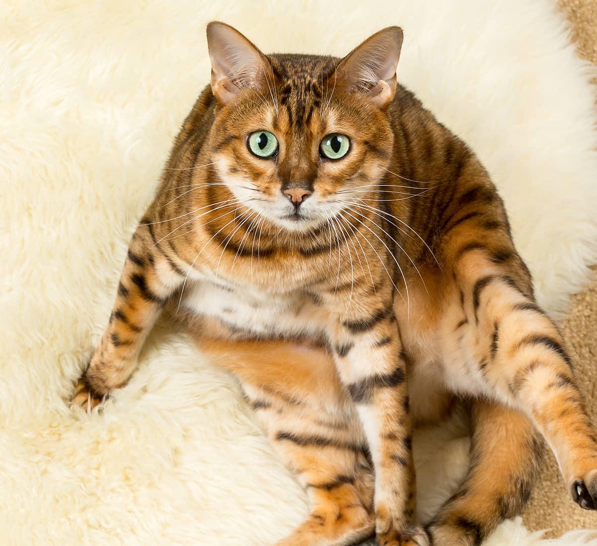 bengal-cat-on-wool-rug-SW ウールの敷物の上に座っているベンガル猫