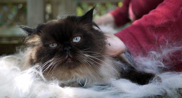 cat-getting-bath-in-kitchen-sink