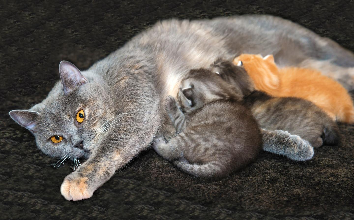 gray-cat-nursing-kittens-SW Gray cat with bright yellow eyes nursing kittens