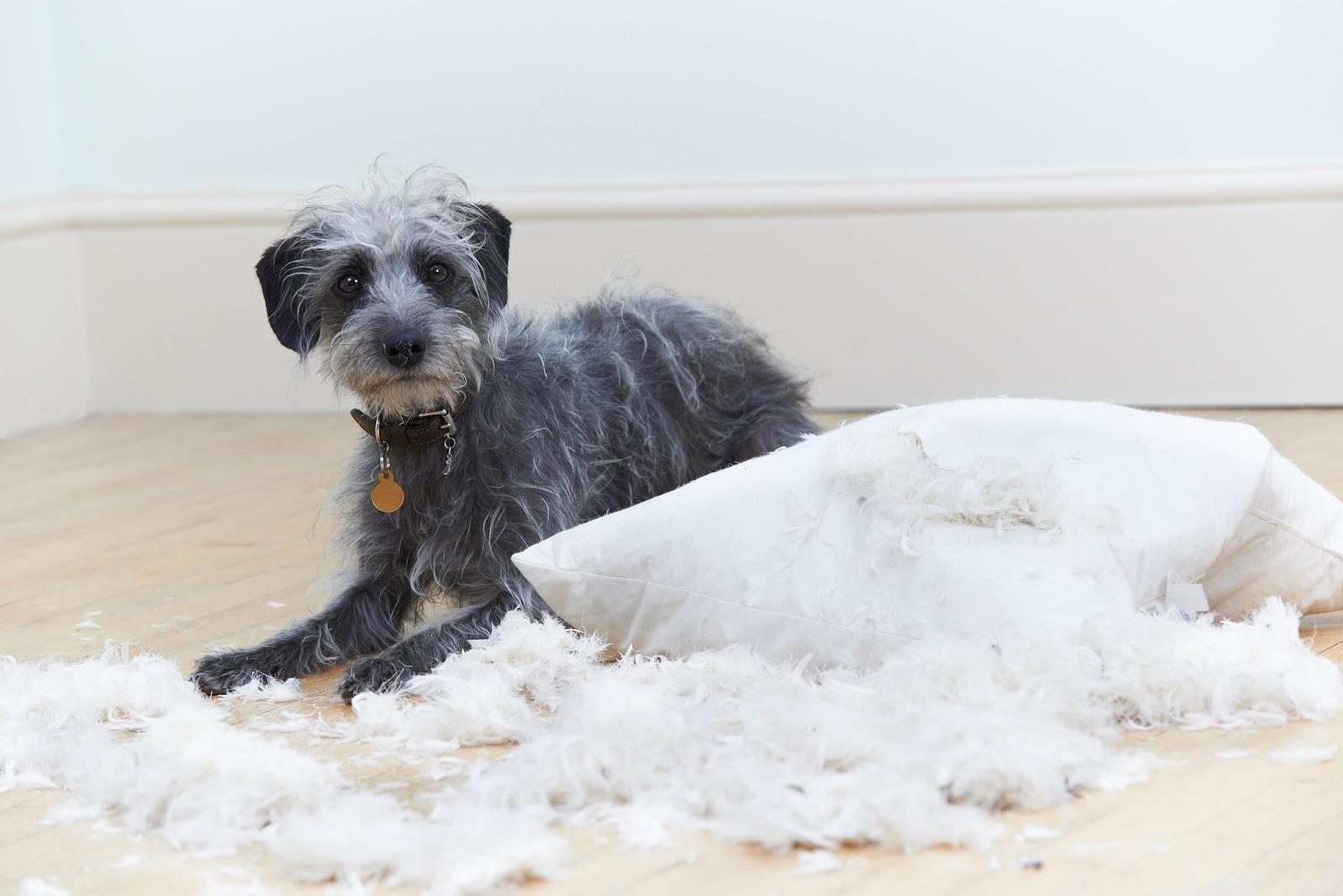 gray-dog-next-to-torn-up-pillow Scruffy gray dog next to a pillow with fluff coming out of it.