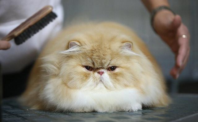 large-persian-cat-getting-brushed